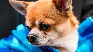 ¿Se puede evitar el celo en los perros y las gestaciones no deseadas?