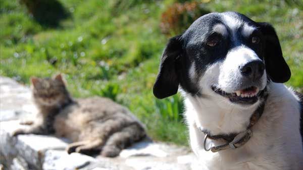 Seguros para mascotas y animales