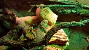 Terrarios para reptiles: ¿se pueden mezclar especies?