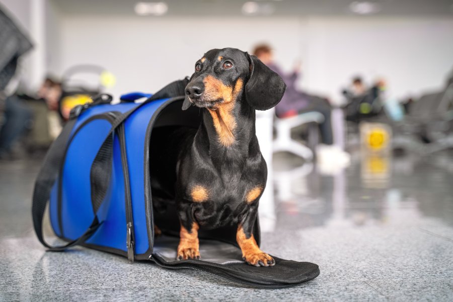 Se puede viajar con perros en avion