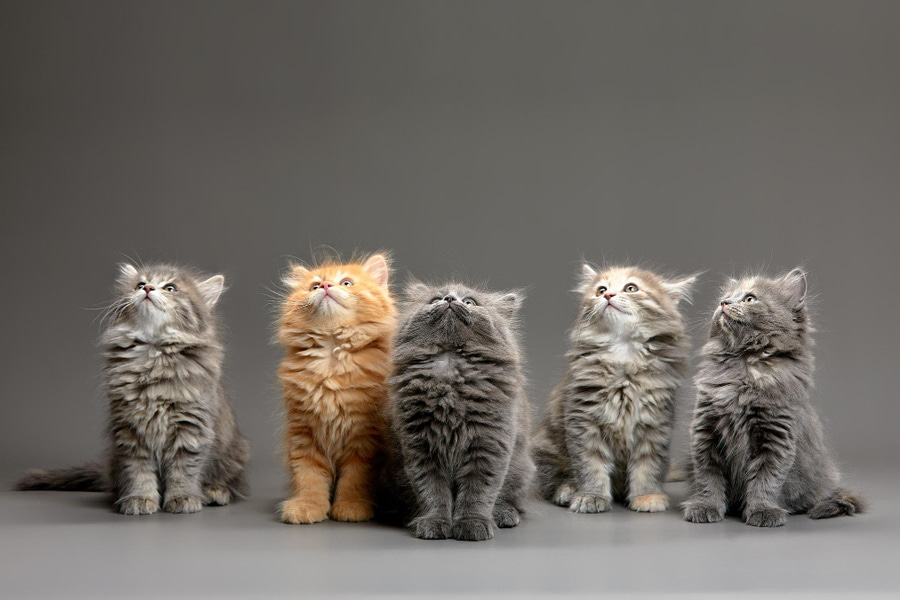 Edades de gatos en años humanos