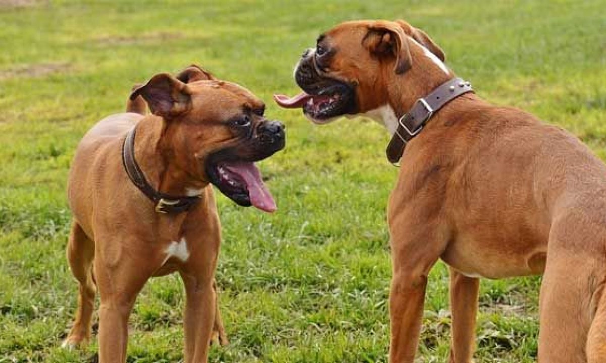 Anticonceptivos para perros -