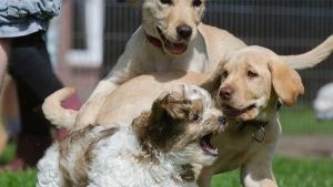 Cómo curar una herida a un perro y a otras mascotas
