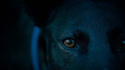 ¿Cómo ven los perros los colores? ¿Pueden distinguirlos?