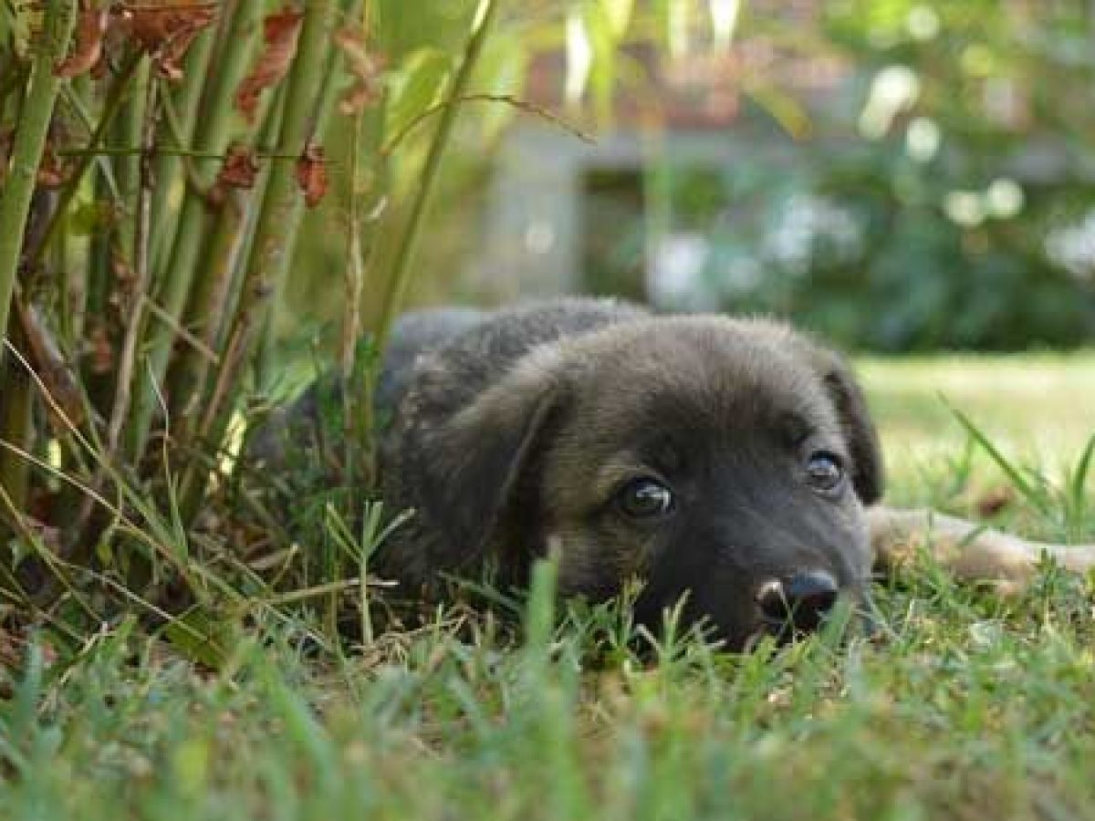 Mi perro se come sus juguetes 2025