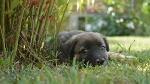 Mi perro se come sus heces: tratamiento para la coprofagia canina