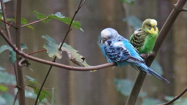 Cuidado de las aves en verano