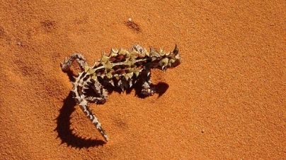 Razas de lagartos: las 10 razas más impactantes