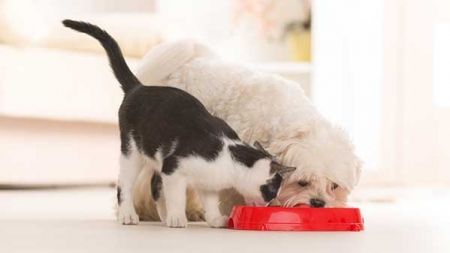 Dieta Yum y dieta Barf para perros y gatos, ¿qué es?