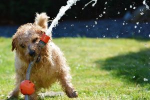 Golpe de calor en perros: qué es, síntomas, cómo actuar y factores de riesgo