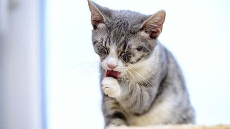 Los gatos y el dulce