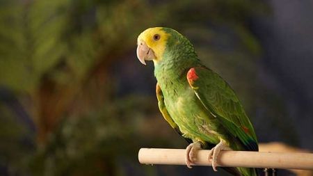 Los mejores juguetes para aves