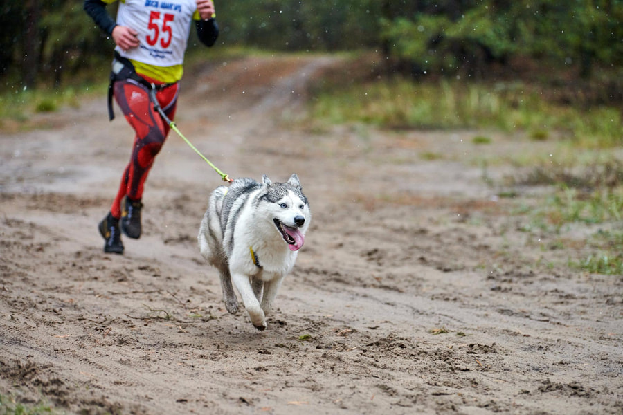 Mejores correas manos libres para canicross y correr con tu perro