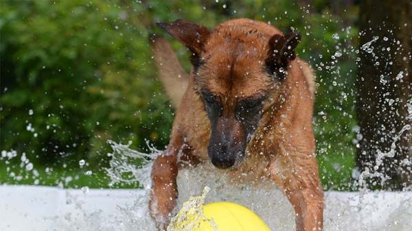 piscinas-para-perros-y-otros-trucos