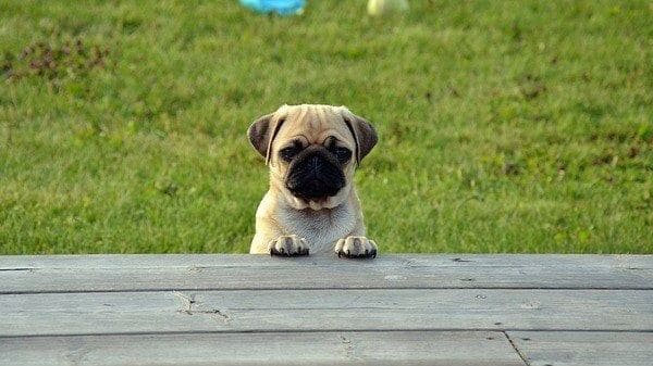 Razas de perros tranquilos: carlino