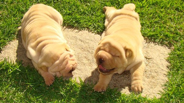 Shar pei