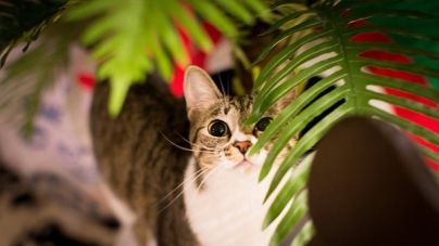 ¿Sabes a cuántos años humanos equivalen los años gatunos?