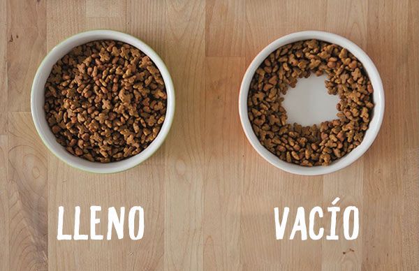 Cat Logic