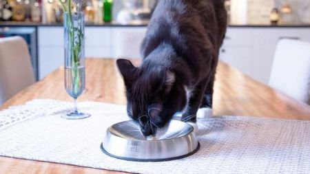 Qué comedero es el más adecuado para tu gato