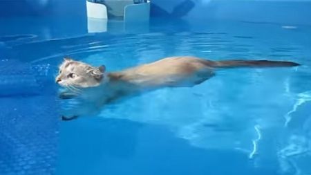 Un gato nos da lecciones de natación