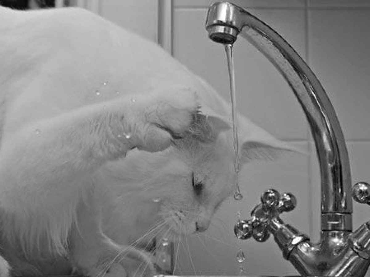 Ninguna Avispón soporte Por qué a los gatos no les gusta el agua - Tiendanimal