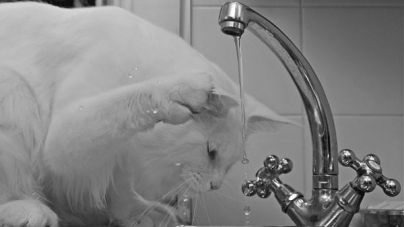 Por qué a los gatos no les gusta el agua