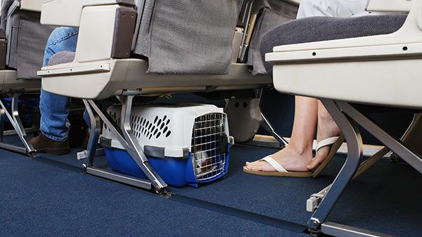 Viajar con perro o gato en avión - Tiendanimal