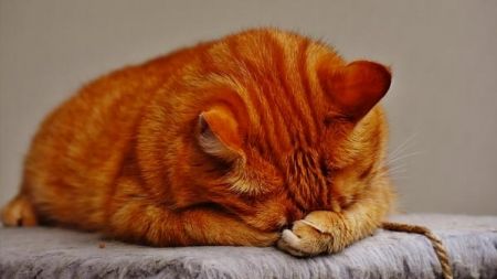 Dieta para gatos: ¿cuándo debo poner a mi gato a dieta?