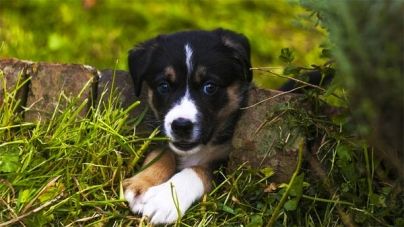 Por qué los perros comen hierba