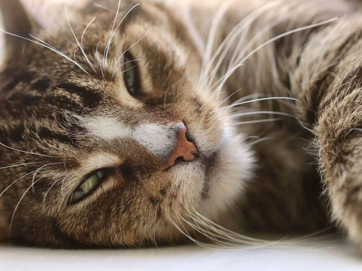 Infección de orina en gatos y otras enfermedades - Tiendanimal