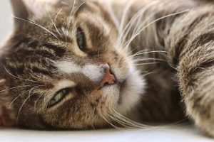 Infección de orina en gatos y otras enfermedades urinarias