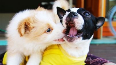 Mascotas en adopción en el extranjero