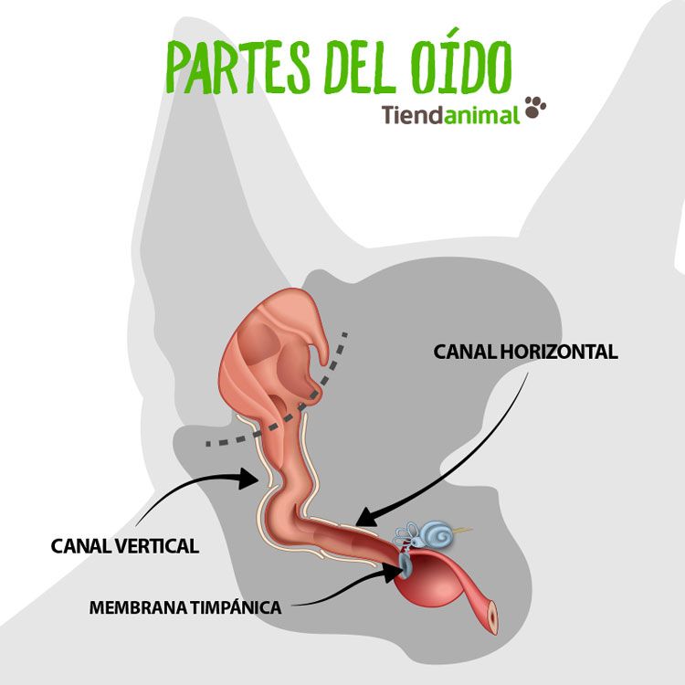 Partes del oído del perro