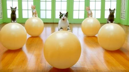 En forma con nuestro gato