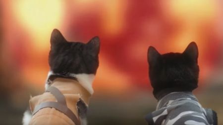 Gatos en un apocalipsis zombie