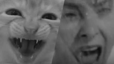 Películas para gatos