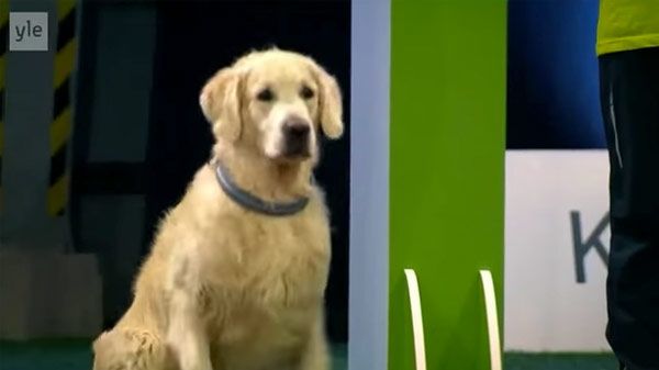 perro-rompe-reglas