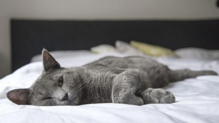 Temperatura corporal en animales