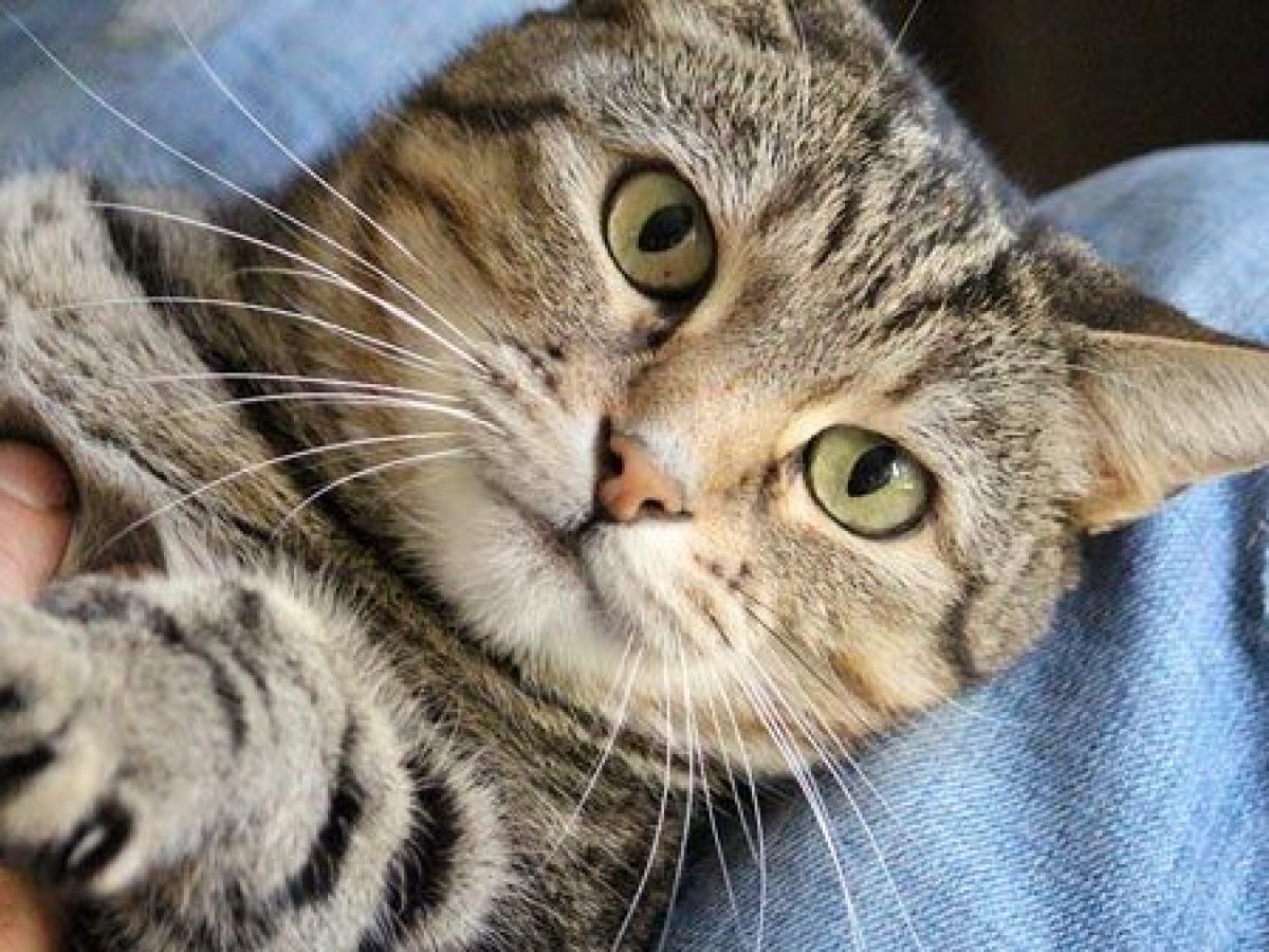 Las 98+ mejores cuantas uñas tiene