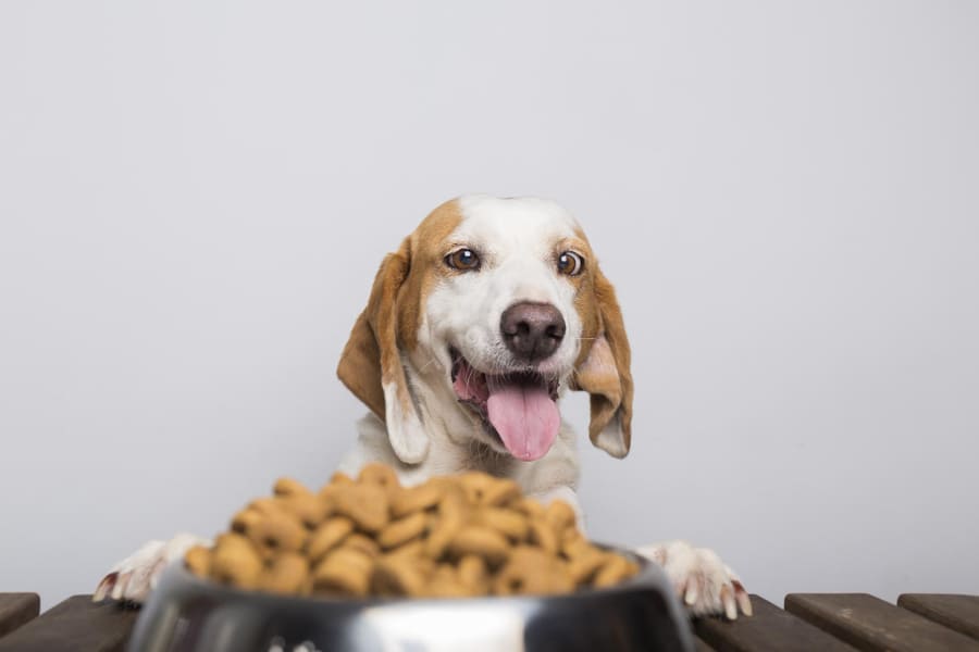 Mejores piensos para perros diabéticos