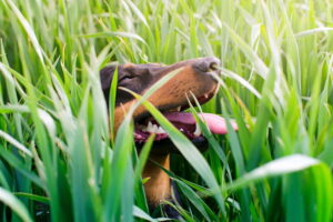 Oruga procesionaria en perros: síntomas y cómo actuar