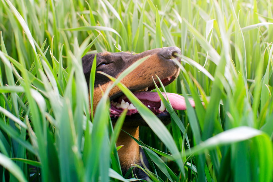 Oruga procesionaria en perros: síntomas y cómo actuar