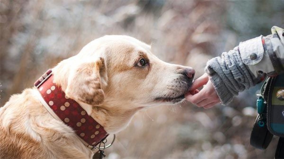 Cómo a un labrador?