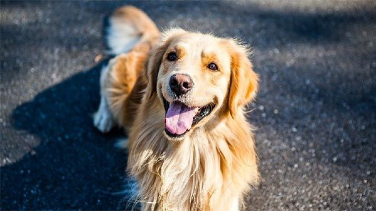 Qué cepillo usar para golden retriever  Tiendanimal