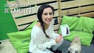 Análisis: Antiparasitarios naturales para perros y gatos