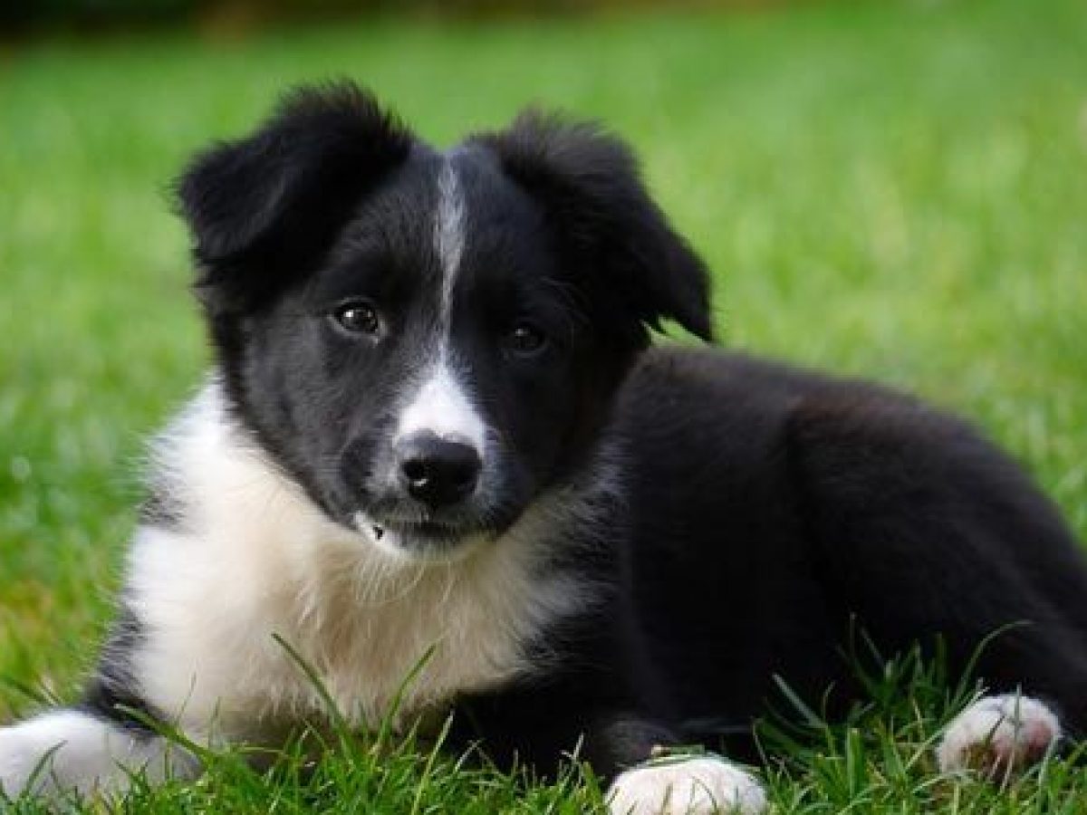 . Weihrauch glücklich perro collie cachorro Verschlingen Giotto