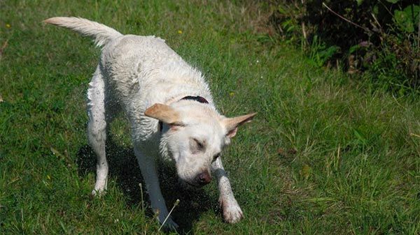 ¿Cómo bañar a un labrador?