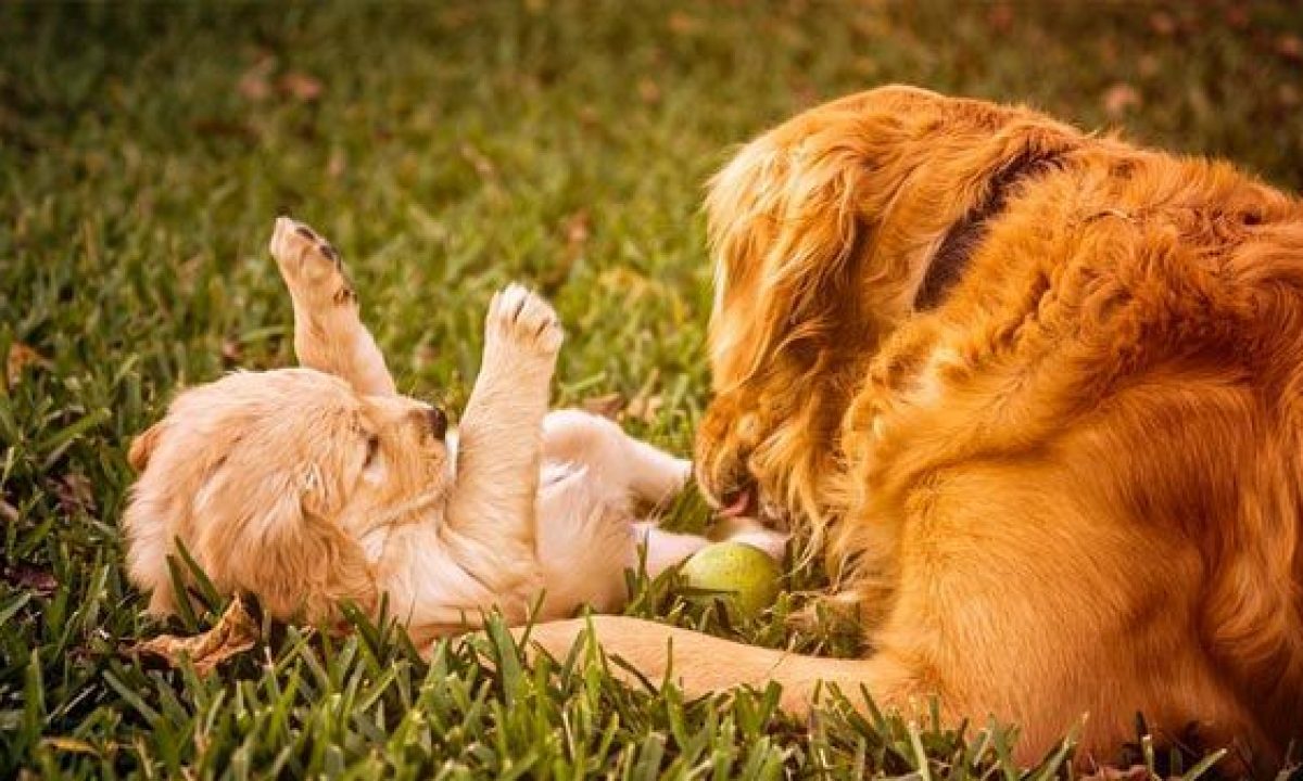 Como Banar Y Cepillar A Un Golden Retriever Tiendanimal