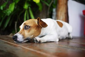 Estrés en perros: conoce sus síntomas y cómo tratarlo