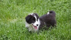 mejor-pienso-border-collie